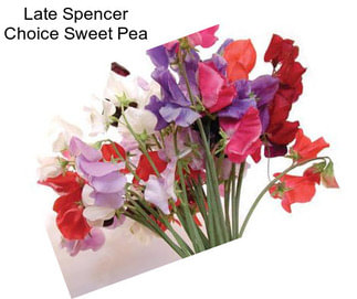 Late Spencer Choice Sweet Pea