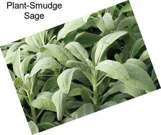 Plant-Smudge Sage