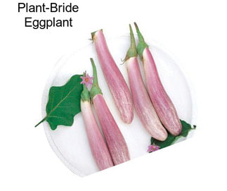 Plant-Bride Eggplant