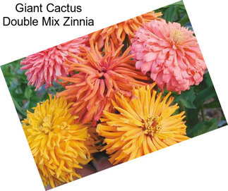 Giant Cactus Double Mix Zinnia