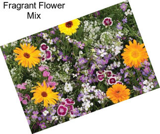 Fragrant Flower Mix