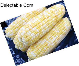 Delectable Corn