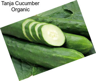 Tanja Cucumber Organic