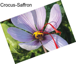 Crocus-Saffron