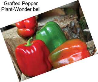 Grafted Pepper Plant-Wonder bell