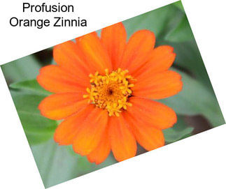 Profusion Orange Zinnia