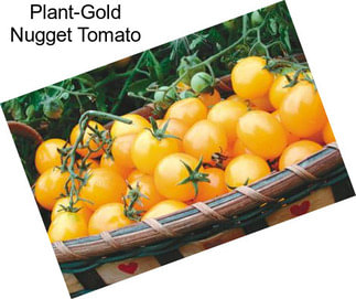 Plant-Gold Nugget Tomato