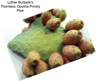 Luther Burbank\'s Thornless Opuntia Prickly Pear