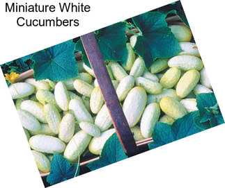 Miniature White Cucumbers