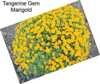 Tangerine Gem Marigold