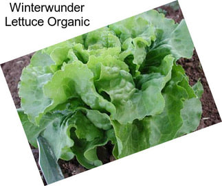Winterwunder Lettuce Organic