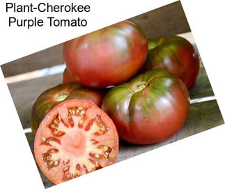 Plant-Cherokee Purple Tomato