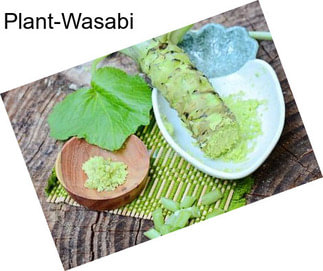 Plant-Wasabi