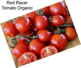 Red Racer Tomato Organic