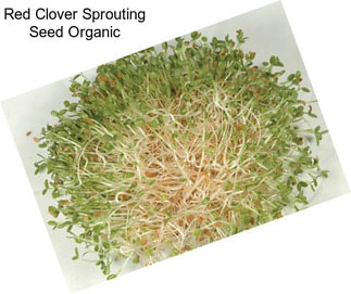 Red Clover Sprouting Seed Organic