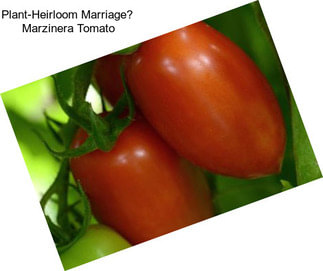 Plant-Heirloom Marriage Marzinera Tomato