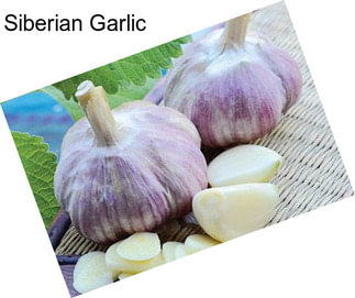 Siberian Garlic