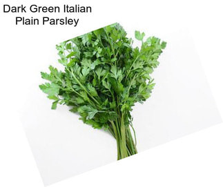 Dark Green Italian Plain Parsley