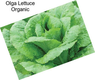 Olga Lettuce Organic