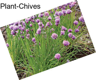 Plant-Chives