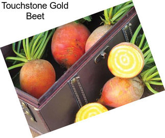 Touchstone Gold Beet