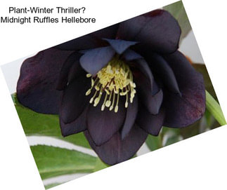 Plant-Winter Thriller Midnight Ruffles Hellebore