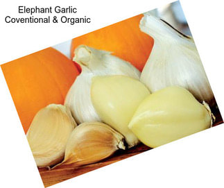 Elephant Garlic Coventional & Organic