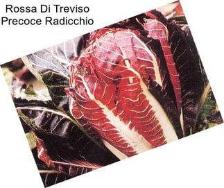 Rossa Di Treviso Precoce Radicchio
