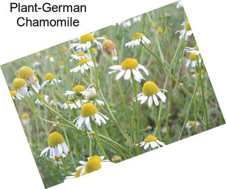 Plant-German Chamomile