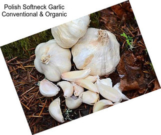 Polish Softneck Garlic Conventional & Organic