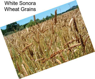 White Sonora Wheat Grains