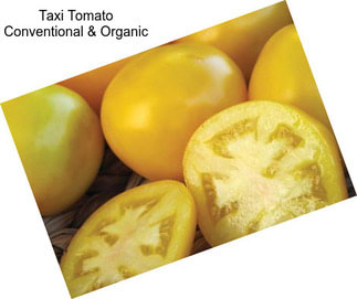 Taxi Tomato Conventional & Organic