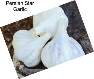 Persian Star Garlic