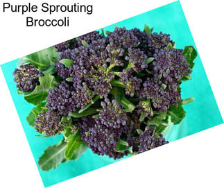 Purple Sprouting Broccoli