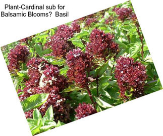 Plant-Cardinal sub for Balsamic Blooms Basil