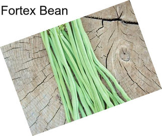 Fortex Bean