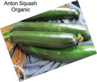 Anton Squash Organic