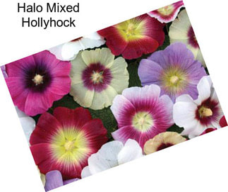 Halo Mixed Hollyhock