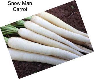 Snow Man Carrot
