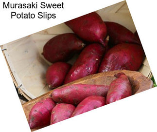 Murasaki Sweet Potato Slips