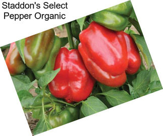 Staddon\'s Select Pepper Organic