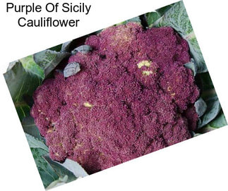 Purple Of Sicily Cauliflower