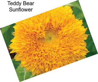 Teddy Bear Sunflower