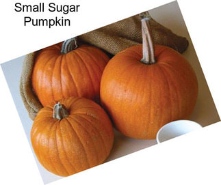 Small Sugar Pumpkin