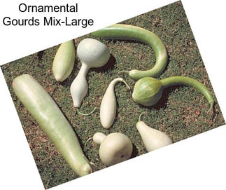 Ornamental Gourds Mix-Large