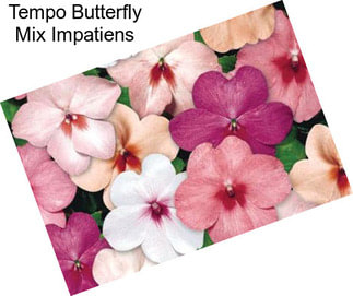 Tempo Butterfly Mix Impatiens