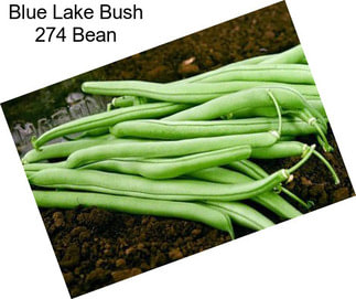Blue Lake Bush 274 Bean