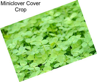 Miniclover Cover Crop