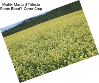 Mighty Mustard Trifecta Power Blend Cover Crop