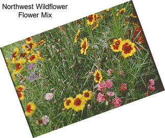 Northwest Wildflower Flower Mix